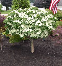 a small tree with white flowers in the middle of a yard next to an american flag