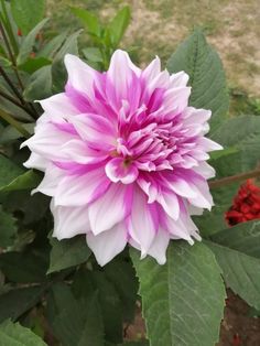 a pink and white flower with green leaves