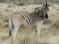 a zebra standing in the middle of a field