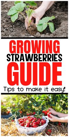 strawberries growing in the garden with text overlay reading growing strawberries guide tips to make it easy