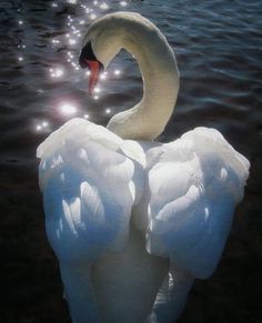 a white swan is floating in the water