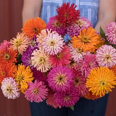 a person holding a bunch of colorful flowers in their hands and wearing blue overalls