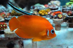 an orange fish with blue eyes is swimming in the water