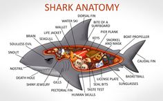 an image of the anatomy of a shark