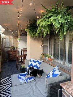 a black and white dog laying on top of a gray couch next to a window