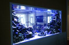 an aquarium filled with lots of different types of marine life in it's display case