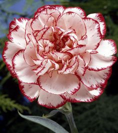 a pink and white flower with red stripes on it's petals in front of water