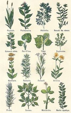 an illustration of different types of plants and flowers from the 19th century to the present day