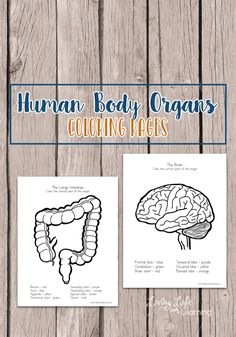 the human body organs coloring pages are shown on a wooden background with text overlay