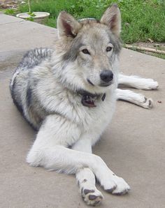 a gray and white dog laying on the sidewalk