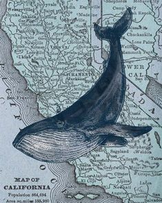 an image of a whale on a map with the caption seal of california written below it