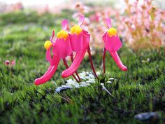 two pink flowers with yellow centers are in the grass