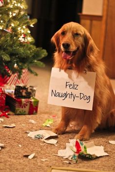 Christmas Humor Ecards, Dog Shaming, Pets Dogs, Funny Christmas Cards, Pet Holiday, Memes Humor, Noel Christmas, Funny Animal Pictures, Christmas Animals