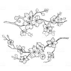 the branch with flowers and buds on a white background in black and white, hand drawn