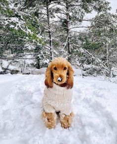 a small dog wearing a sweater in the snow