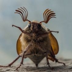 a close up of a bug with long antennae on it's head and legs