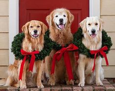 three golden retriever dogs wearing wreaths sitting in front of a door with red ribbon