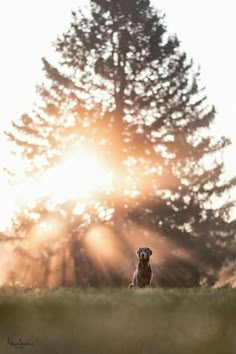 a dog sitting on top of a grass covered field