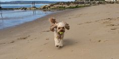 a dog running on the beach with a tennis ball in its mouth