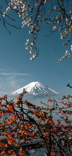 the mountain is covered in white and orange flowers, as seen from behind a tree