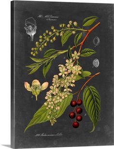 an illustration of various flowers and leaves on a black background, including cherries, berries, and nuts