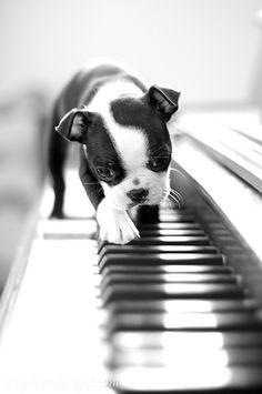 a small dog standing on top of a piano keyboard in front of an instagram page