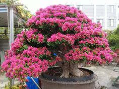 a bonsai tree with pink flowers in a pot