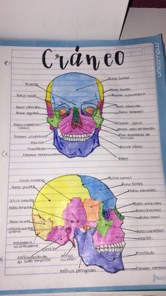 a diagram of the human skull and its major bones on a sheet of paper with spanish text