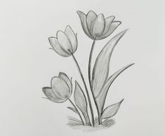 a pencil drawing of three tulips on a white paper with watermarking