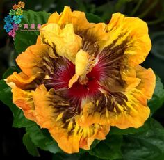 a yellow and red flower with green leaves