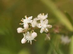 small white flowers with green leaves in the background