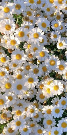 many white and yellow flowers in the grass