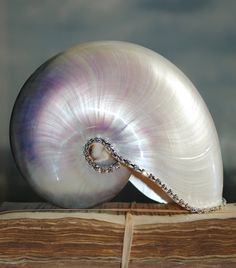 a close up of a snail shell with a diamond necklace on it's end