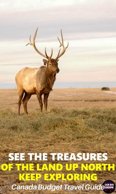 a large elk standing on top of a dry grass field next to the words see the treasures of the land up north keep exploring