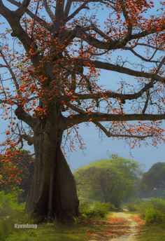 an old tree with red leaves on it in the middle of a dirt road surrounded by green grass and trees