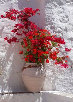 a potted plant with red flowers sitting on a white tableclothed surface in the sun