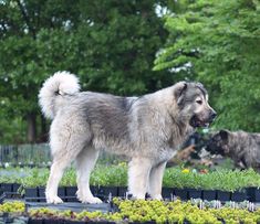 two dogs standing on top of plants in a garden