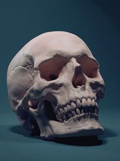 a fake human skull is shown against a blue background