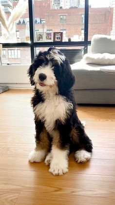 a black and white dog sitting on top of a wooden floor next to a window