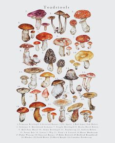 an illustration of different types of mushrooms on a white background with the words toadstools