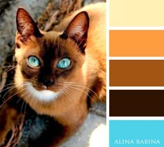 a siamese cat with blue eyes is shown in the color palettes above it