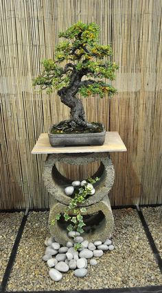 a bonsai tree sitting on top of a table next to some rocks and gravel