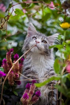 a gray and white cat sitting in the middle of purple flowers with eyes wide open