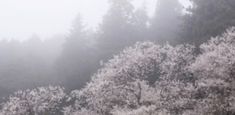 the trees are covered in white flowers and foggy weather is coming down on them