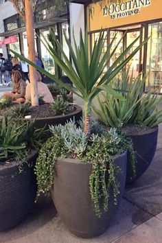 three large potted plants sitting on the sidewalk