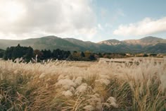 tall grass in the foreground with mountains in the background