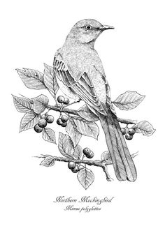 a black and white drawing of a bird sitting on a branch with berries in it