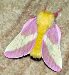 a pink and white moth sitting on top of a carpet next to a yellow object