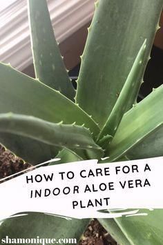 aloea plant with text overlay how to care for an indoor aloea vera plant