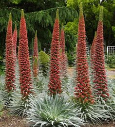 red flowers are blooming in the garden